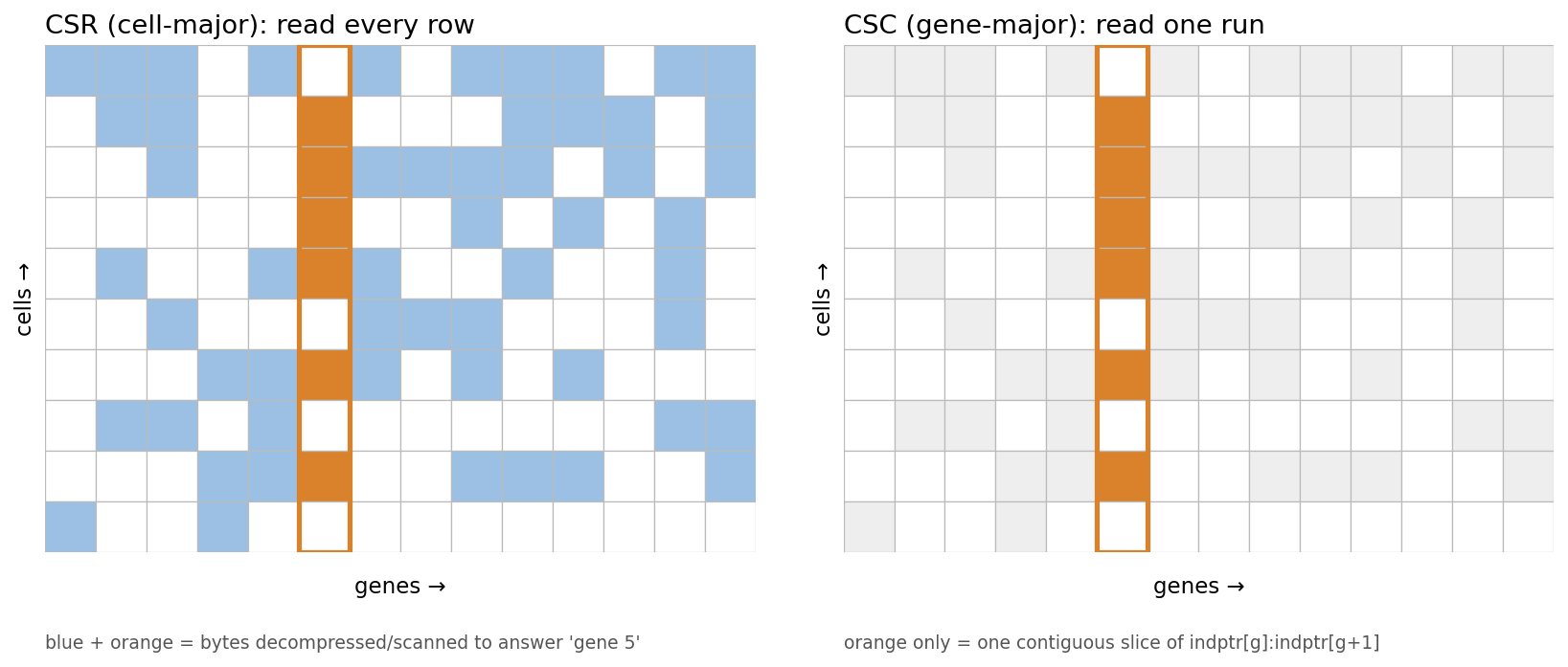 Two sparse-matrix grids. Left, CSR: answering a single-gene query touches nonzeros across every row. Right, CSC: the same query reads one contiguous column.